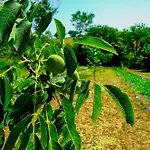 Le Due Querce Farm stay